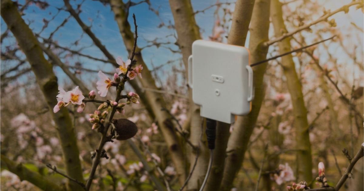 AgriSound of York to measure almond orchard pollination