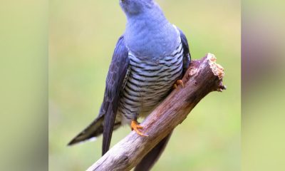 Northumberland Wildlife Trust launches appeal to save cuckoos
