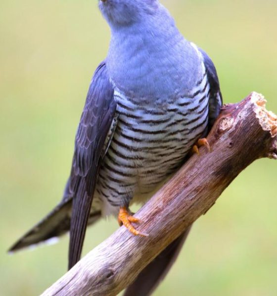 Northumberland Wildlife Trust launches appeal to save cuckoos