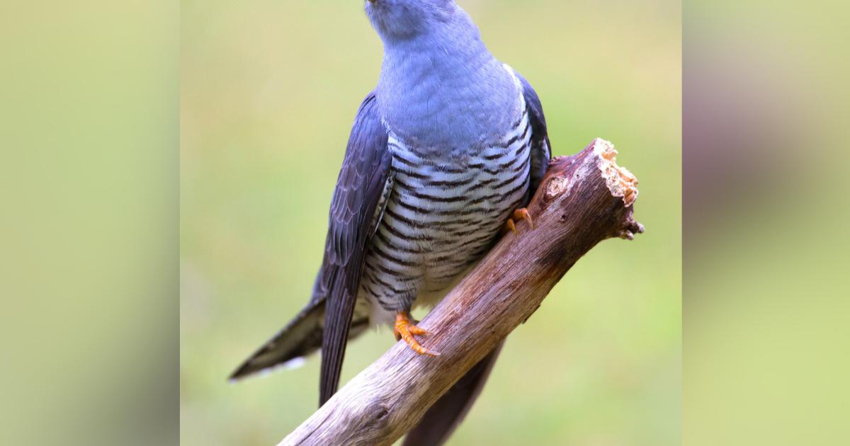 Northumberland Wildlife Trust launches appeal to save cuckoos
