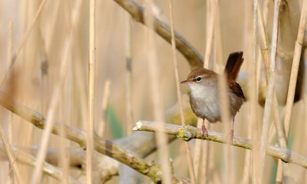 Tees Valley Wildlife Trust new competition to celebrate nature