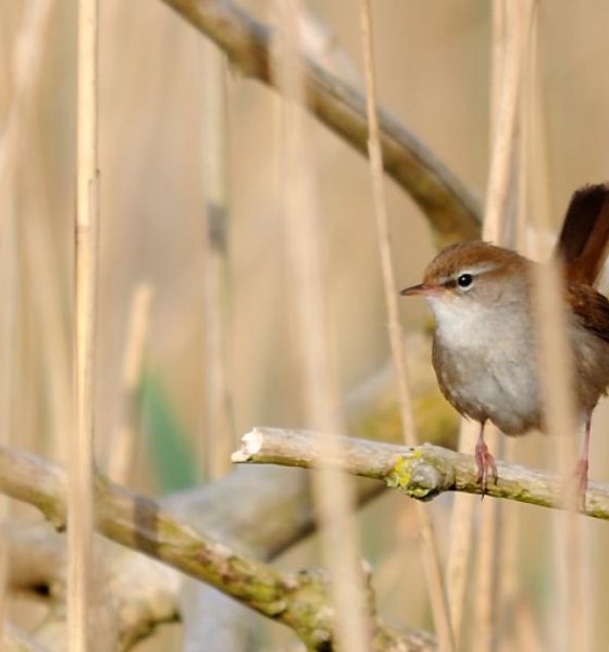 Tees Valley Wildlife Trust new competition to celebrate nature