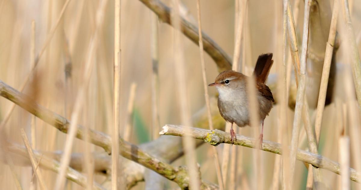 Tees Valley Wildlife Trust new competition to celebrate nature