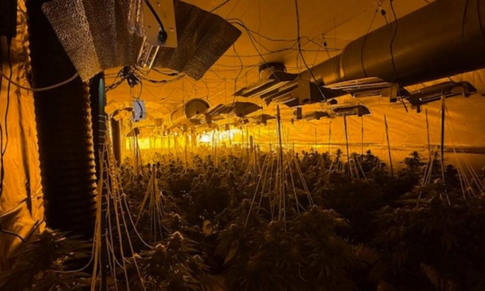 Arrests made as police find 663 cannabis plants in Radcliffe