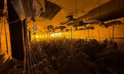 Arrests made as police find 663 cannabis plants in Radcliffe