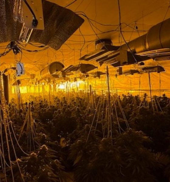 Arrests made as police find 663 cannabis plants in Radcliffe