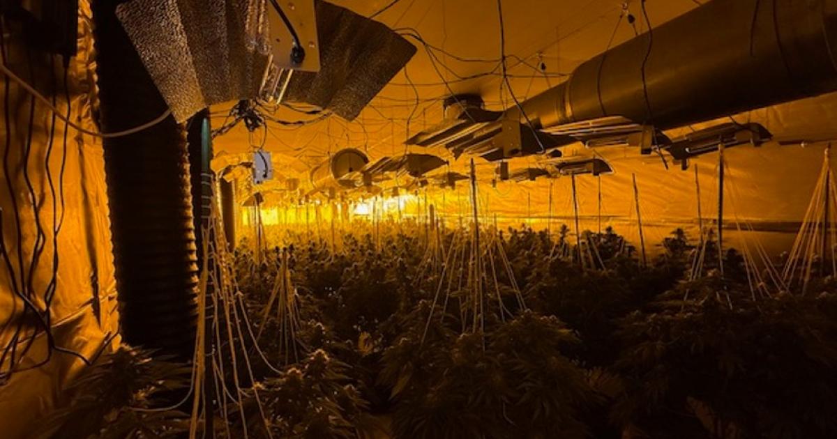 Arrests made as police find 663 cannabis plants in Radcliffe