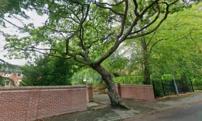 Lostock resident applies to remove tree preservation order