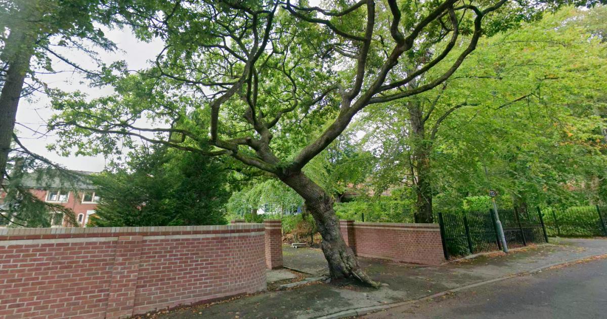 Lostock resident applies to remove tree preservation order