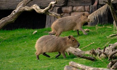 Meet Chip and Dale, new capybara brothers at Yorkshire Wildlife Park