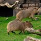 Meet Chip and Dale, new capybara brothers at Yorkshire Wildlife Park