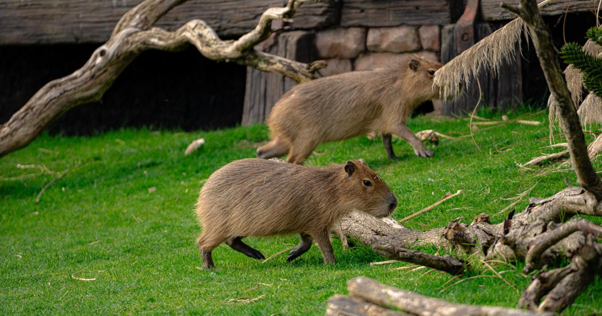 Meet Chip and Dale, new capybara brothers at Yorkshire Wildlife Park