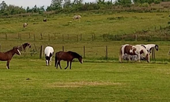 Horses to join protest march against Atherton development