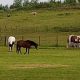 Horses to join protest march against Atherton development