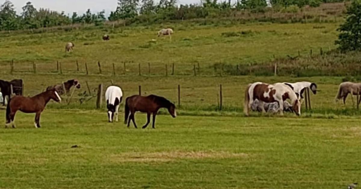 Horses to join protest march against Atherton development