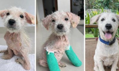 Final appeal to bring rescued Bali puppy Yuki to North East