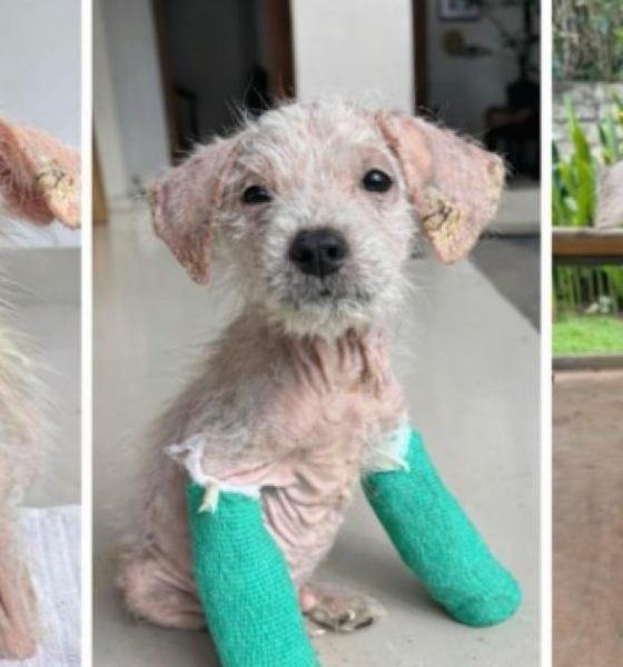 Final appeal to bring rescued Bali puppy Yuki to North East