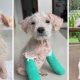 Final appeal to bring rescued Bali puppy Yuki to North East