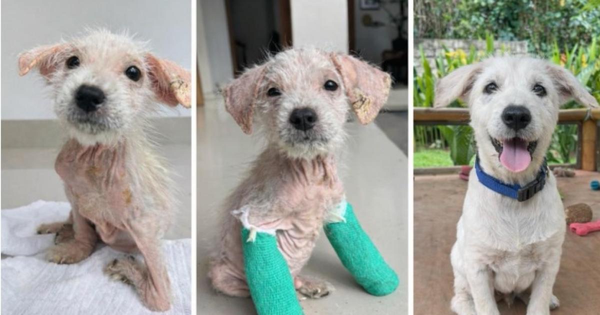 Final appeal to bring rescued Bali puppy Yuki to North East