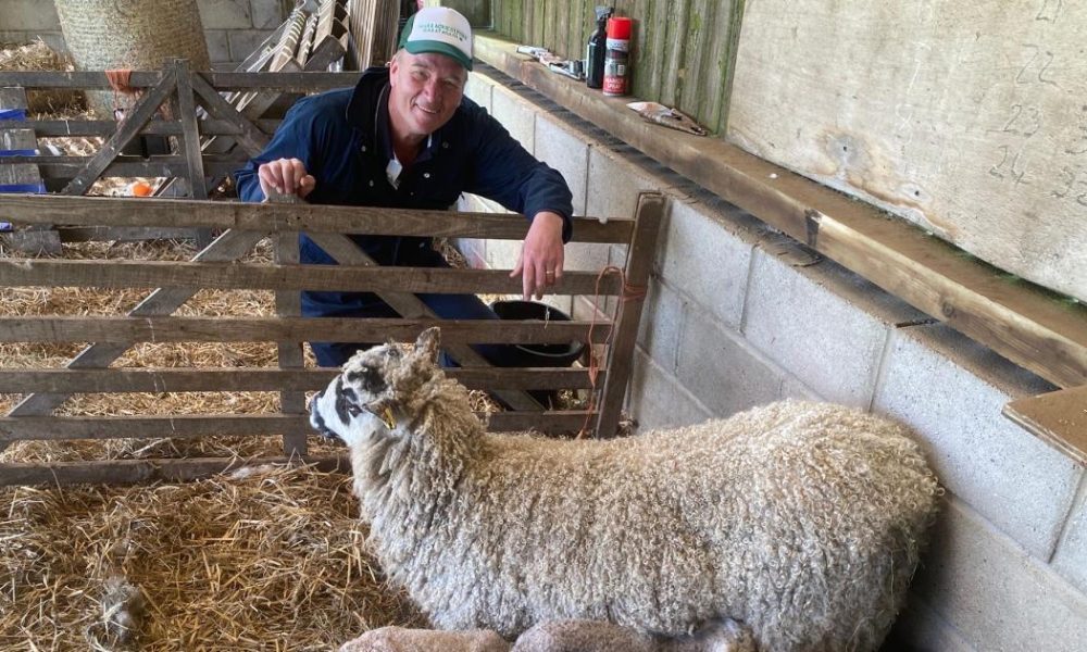Sheep gives birth to five lambs at Swinton Estate in Masham