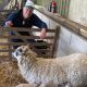 Sheep gives birth to five lambs at Swinton Estate in Masham