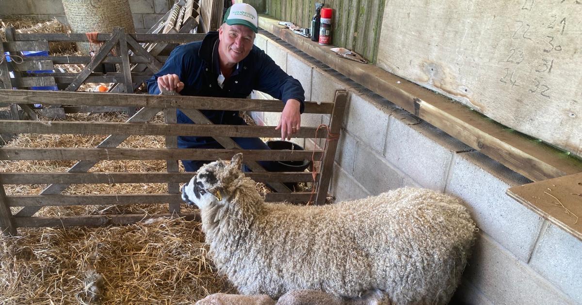 Sheep gives birth to five lambs at Swinton Estate in Masham