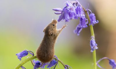 York photographer captures adorable spring harvest mouse