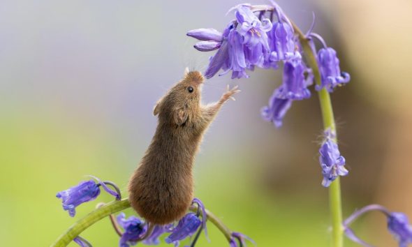 York photographer captures adorable spring harvest mouse