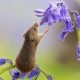 York photographer captures adorable spring harvest mouse