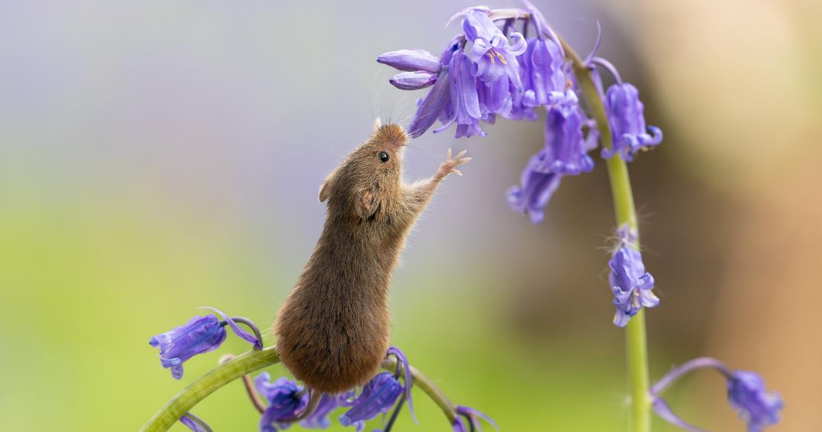 York photographer captures adorable spring harvest mouse