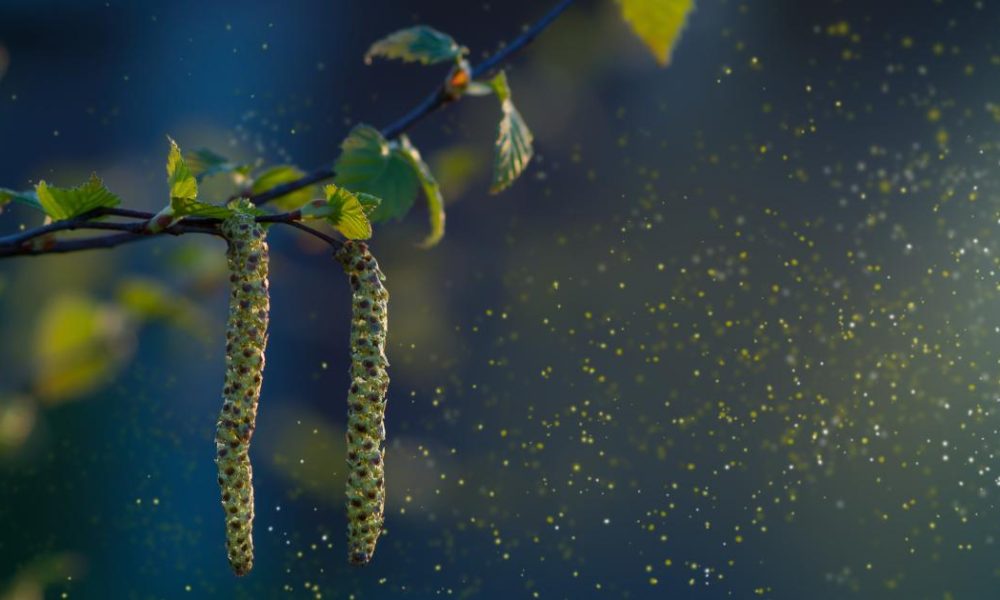 Warning issued as Hay fever season set to be 2 weeks longer