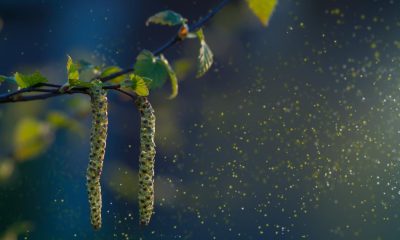 Warning issued as Hay fever season set to be 2 weeks longer