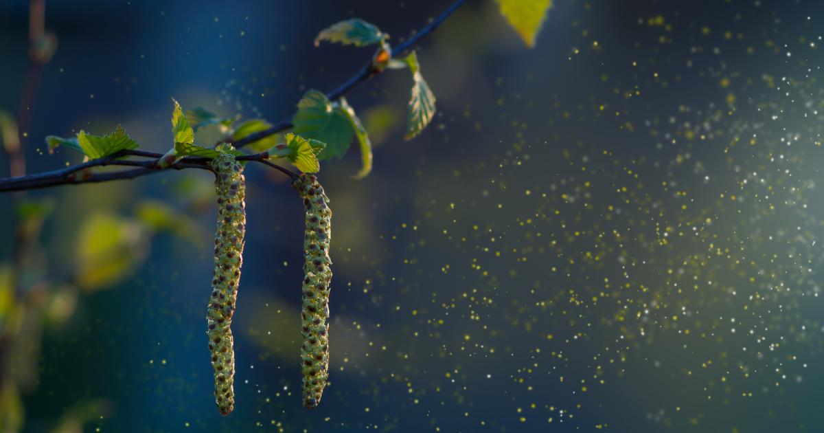 Warning issued as Hay fever season set to be 2 weeks longer