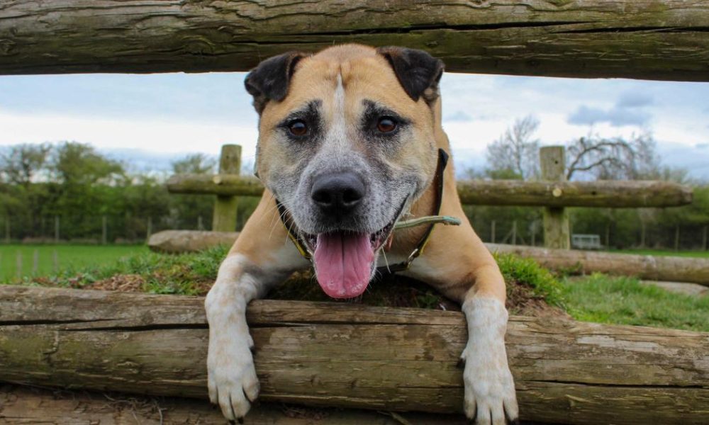 Dogs Trust Darlington's two year search for home for Amber