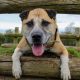 Dogs Trust Darlington's two year search for home for Amber