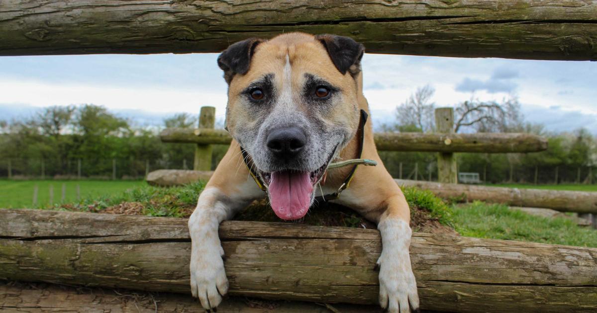 Dogs Trust Darlington's two year search for home for Amber