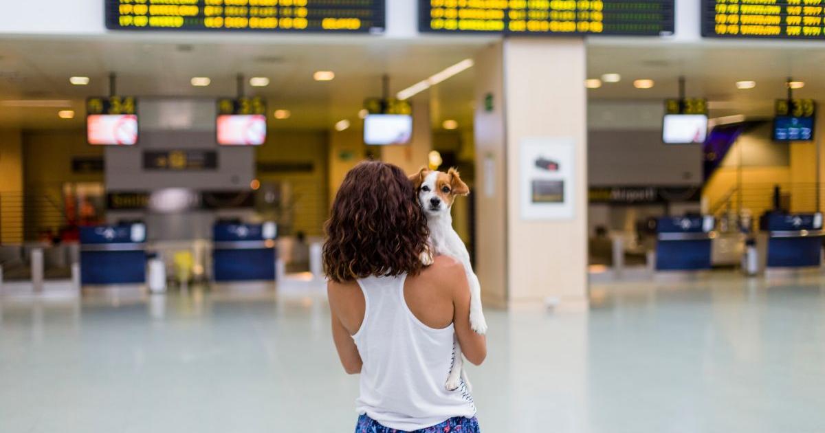 UK holidaymakers warned over new EU pet travel rules