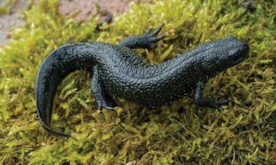 How 100 new ponds give Yorkshire's great crested newts hope