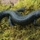 How 100 new ponds give Yorkshire's great crested newts hope