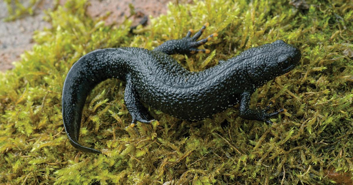 How 100 new ponds give Yorkshire's great crested newts hope