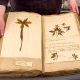 Rare botanical collection on display at Burton Constable
