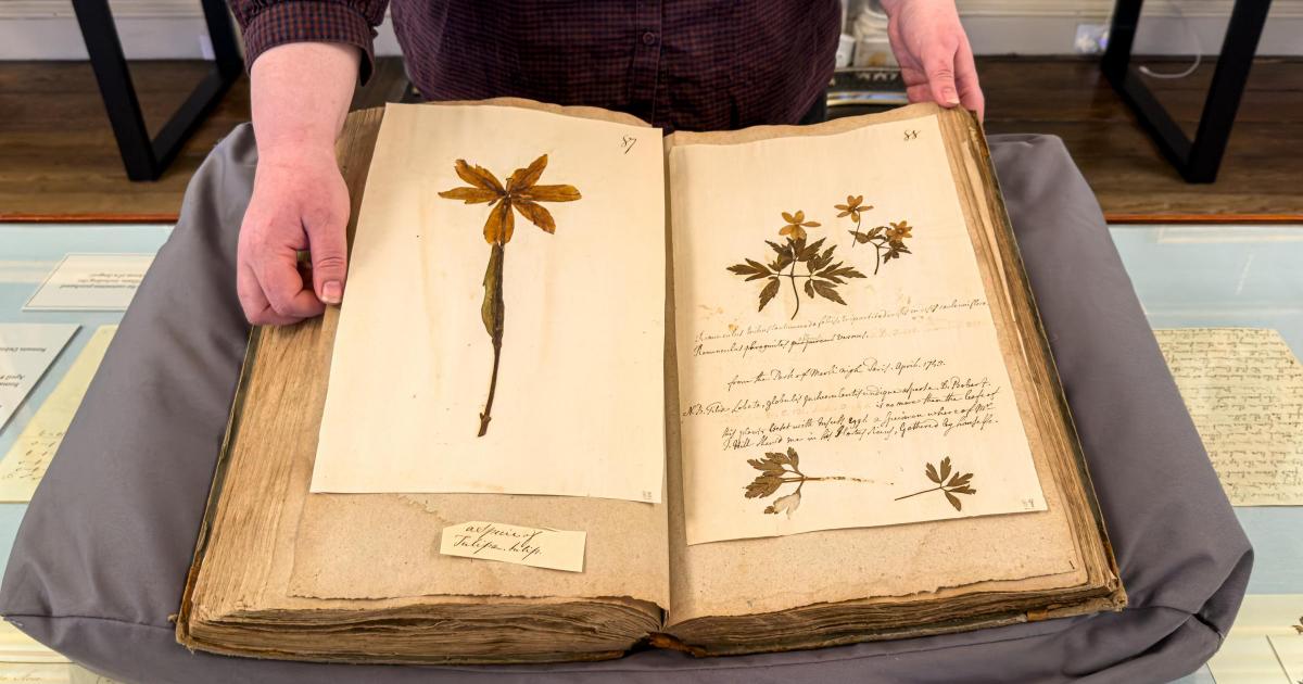 Rare botanical collection on display at Burton Constable