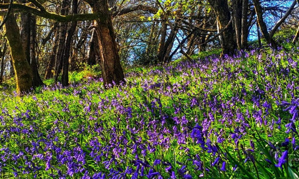 Best bluebell walks in and around Bolton this spring