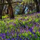 Best bluebell walks in and around Bolton this spring