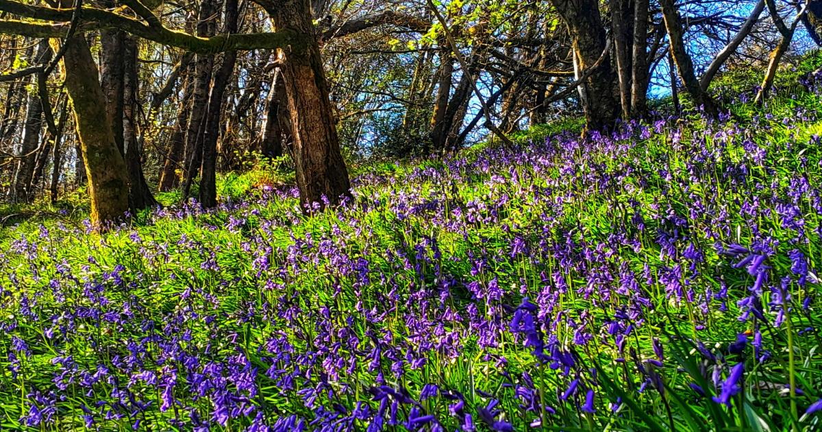 Best bluebell walks in and around Bolton this spring