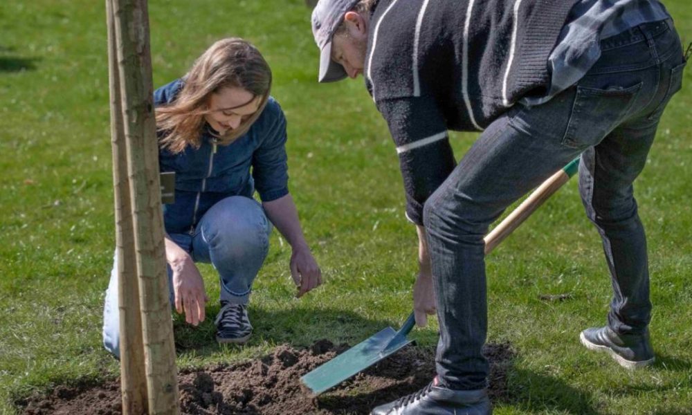 All Creatures Great and Small stars plant Sycamore gap sapling