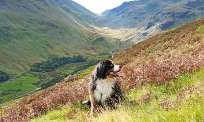 UK dog owners issued May bank holiday weekend warning