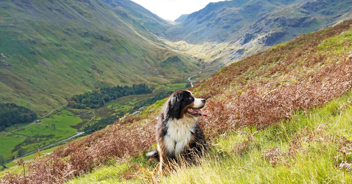 UK dog owners issued May bank holiday weekend warning