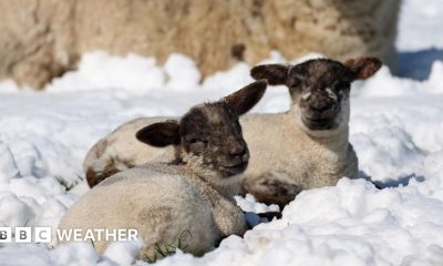 Two lambs lie in a snowy field