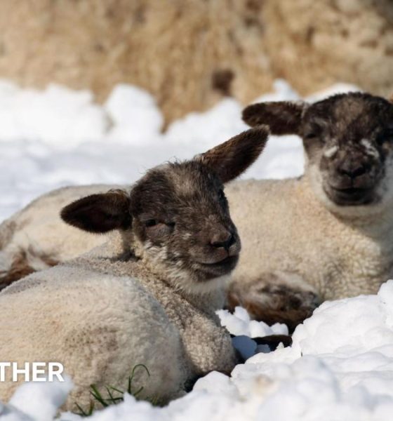 Two lambs lie in a snowy field